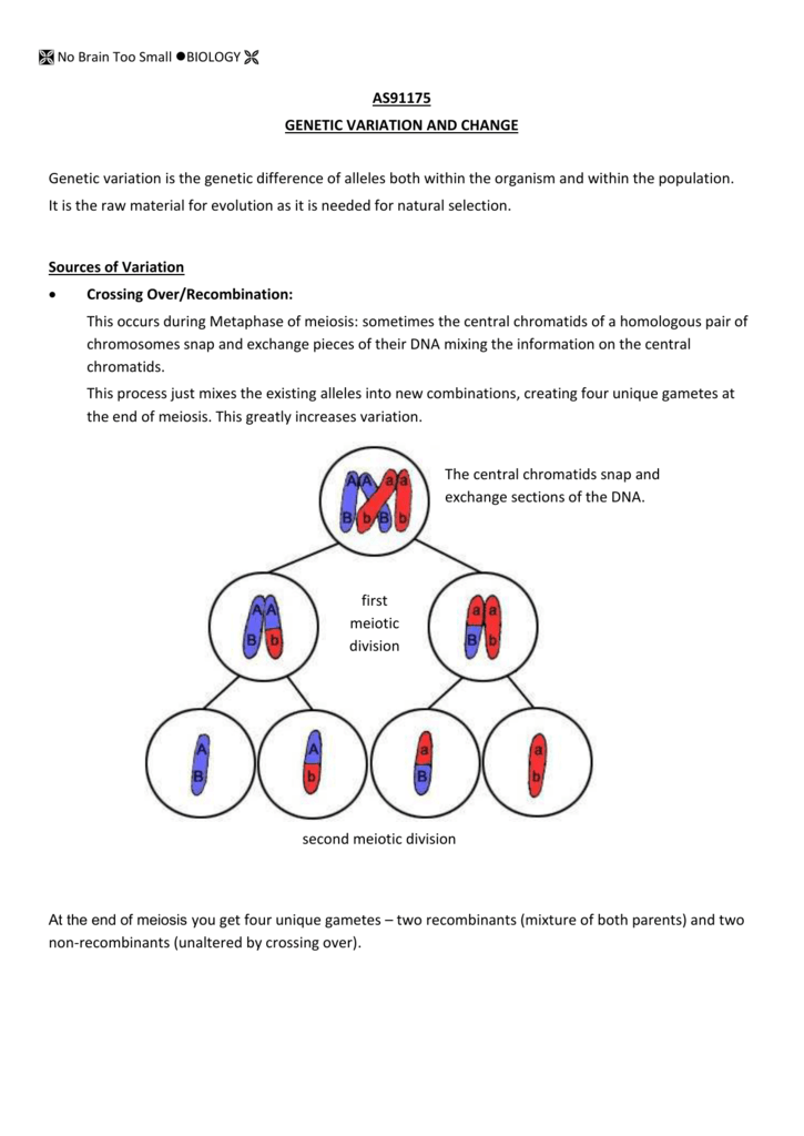 60 Snurfle Meiosis Worksheets Answers 2