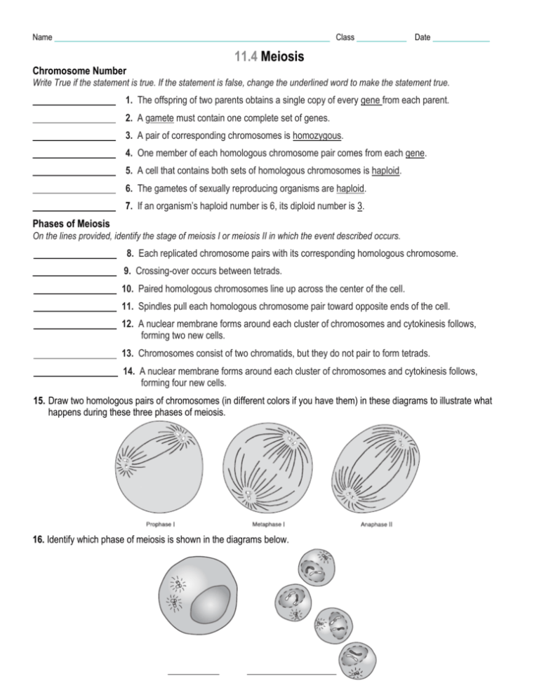 60 Snurfle Meiosis Worksheets Answers 21