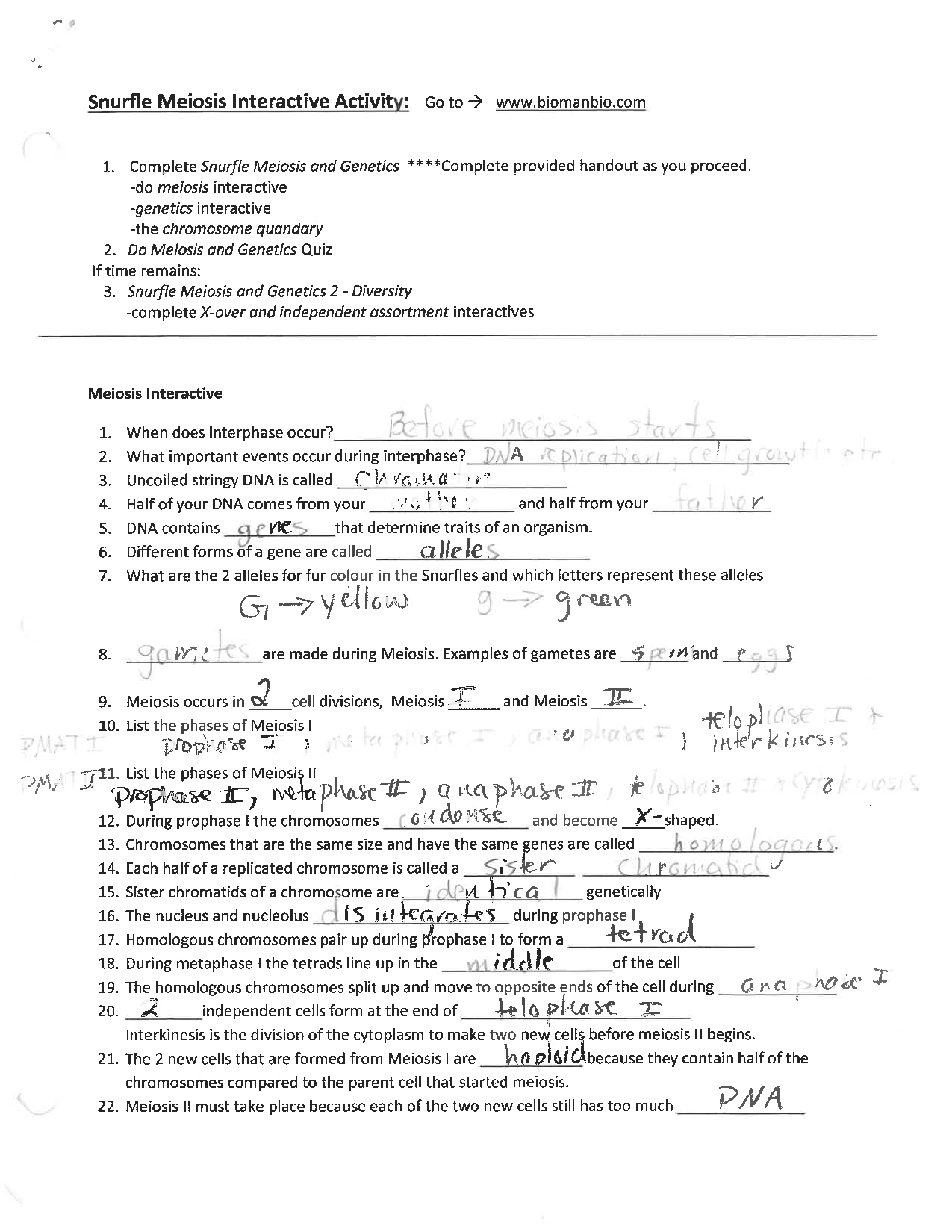 60 Snurfle Meiosis Worksheets Answers 23