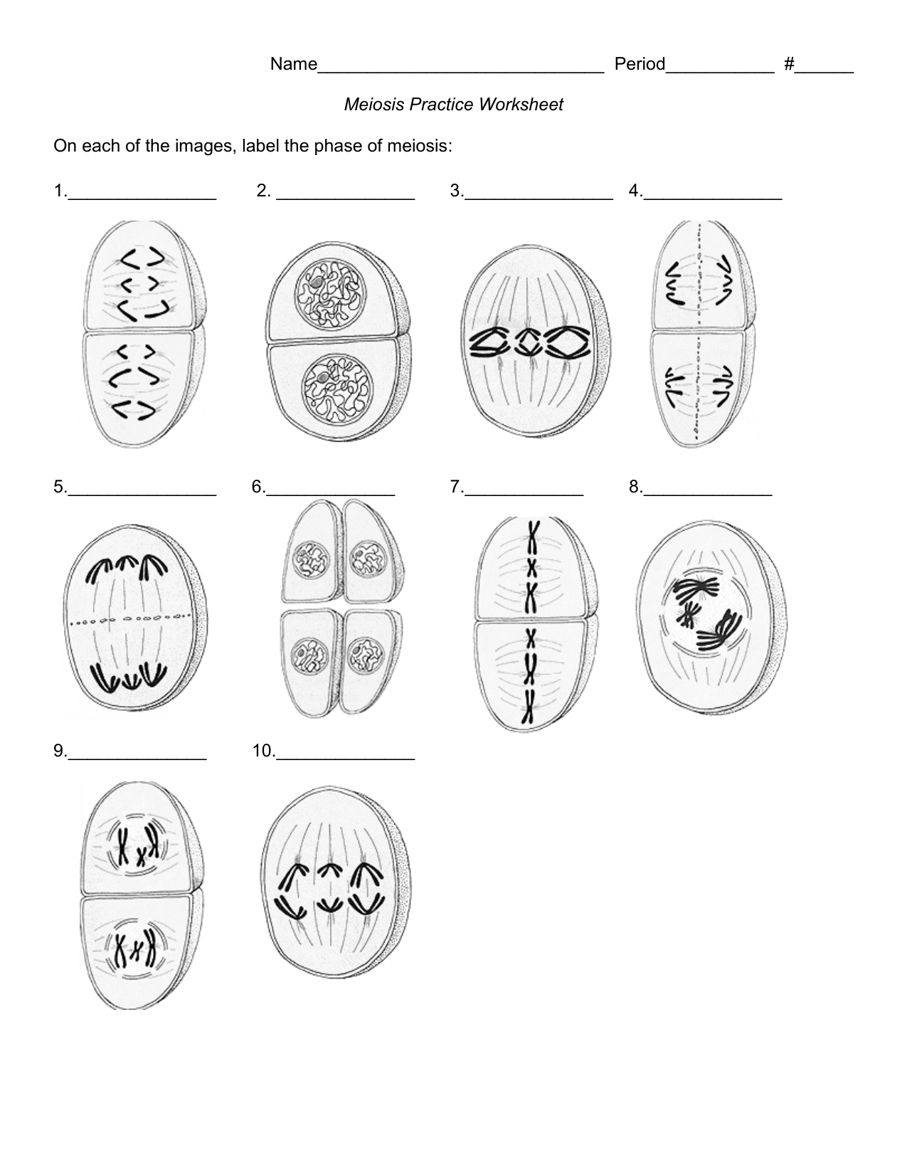 60 Snurfle Meiosis Worksheets Answers 24