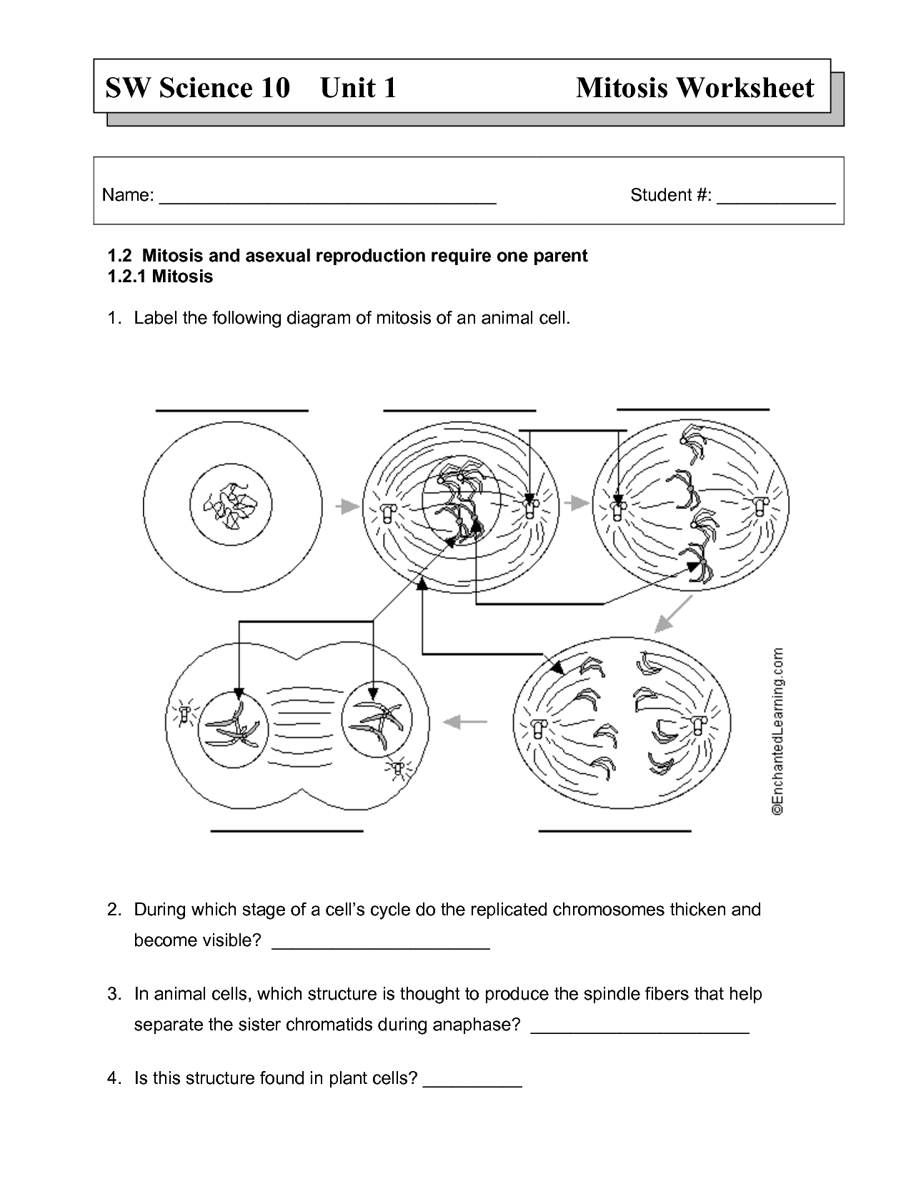 60 Snurfle Meiosis Worksheets Answers 25