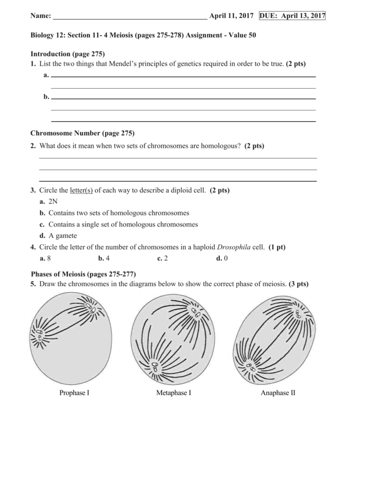 60 Snurfle Meiosis Worksheets Answers 26