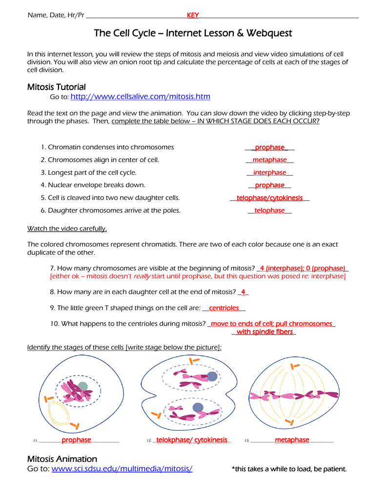 60 Snurfle Meiosis Worksheets Answers 28