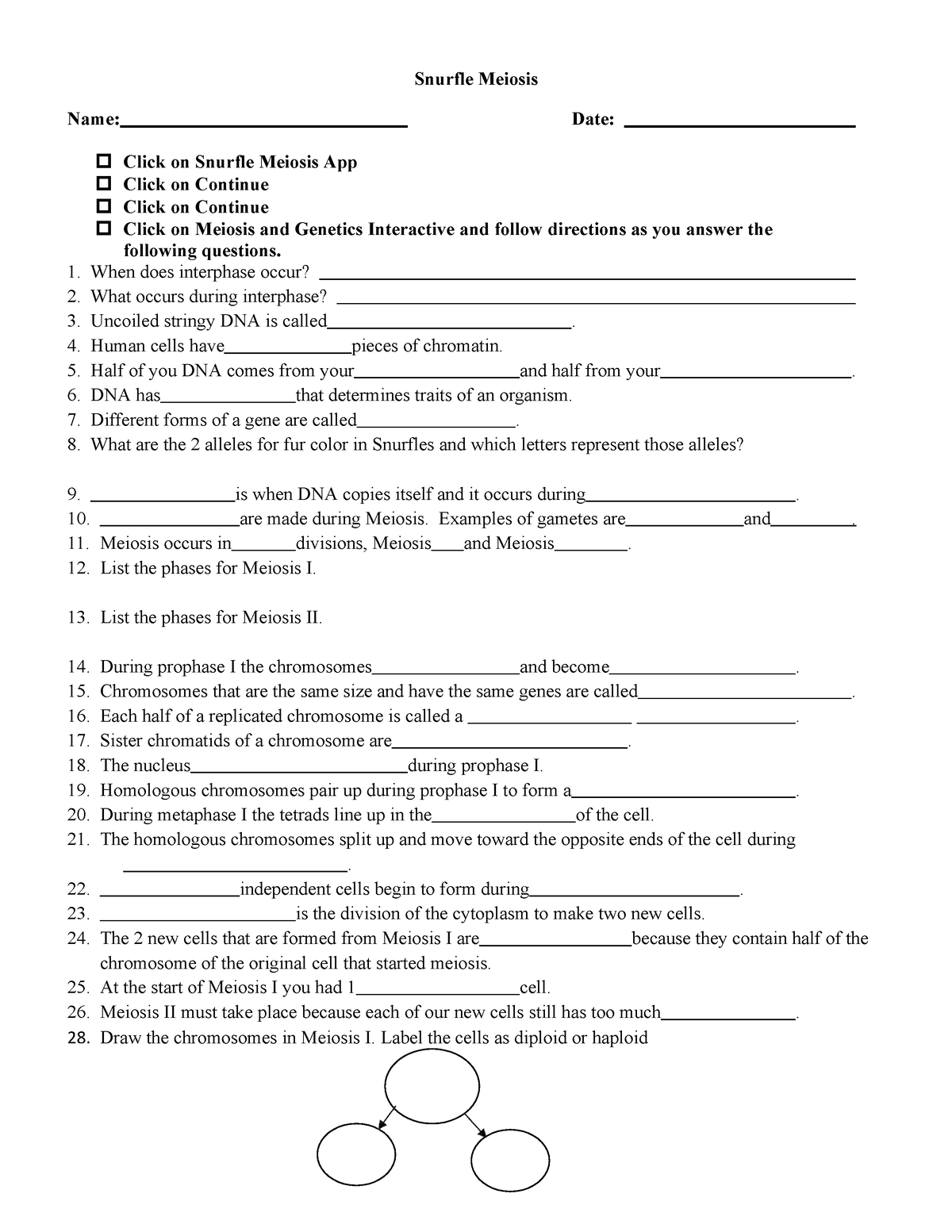 60 Snurfle Meiosis Worksheets Answers 3