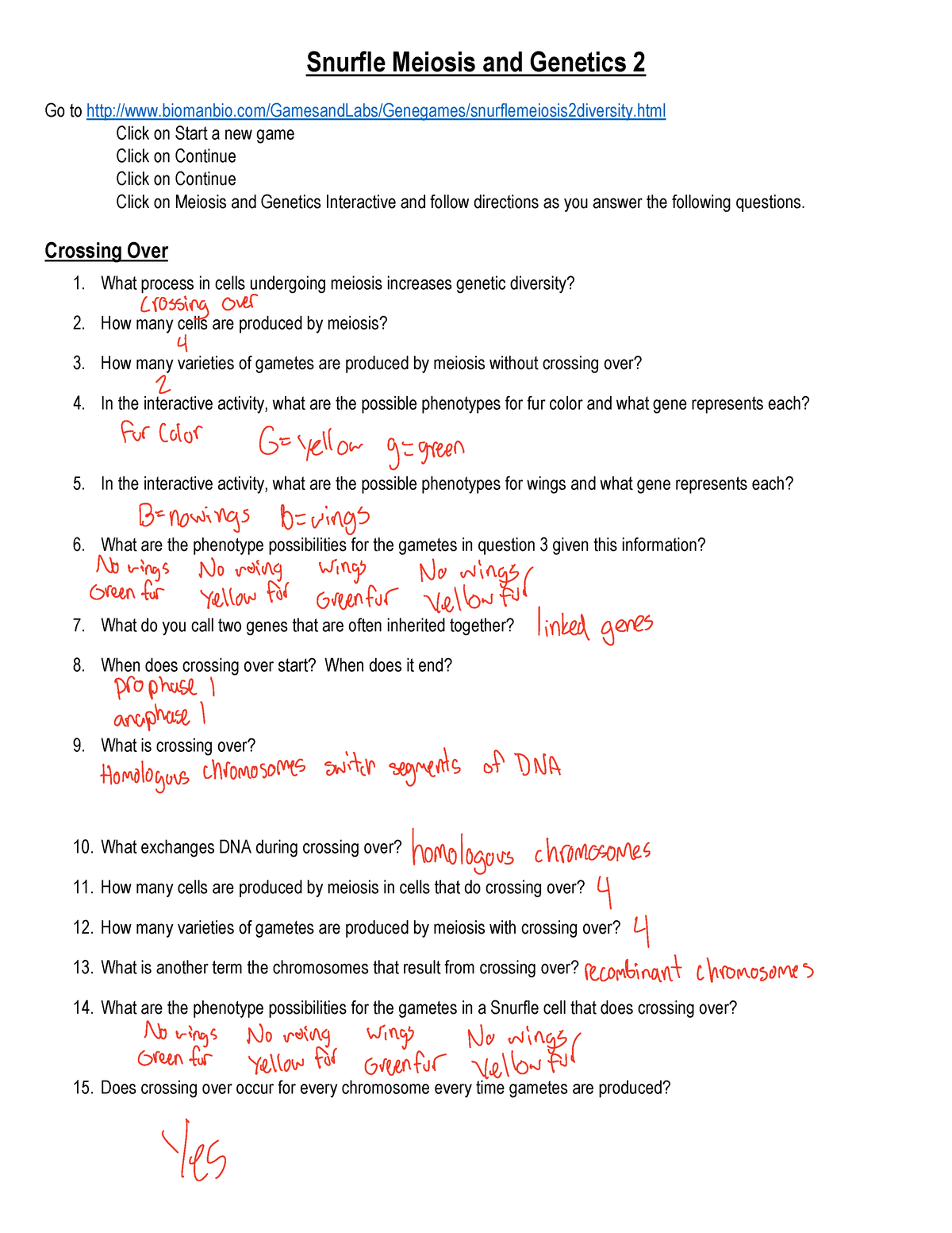 60 Snurfle Meiosis Worksheets Answers 30