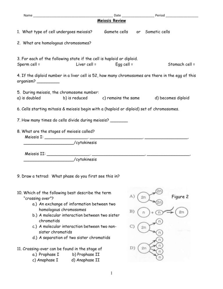 60 Snurfle Meiosis Worksheets Answers 31