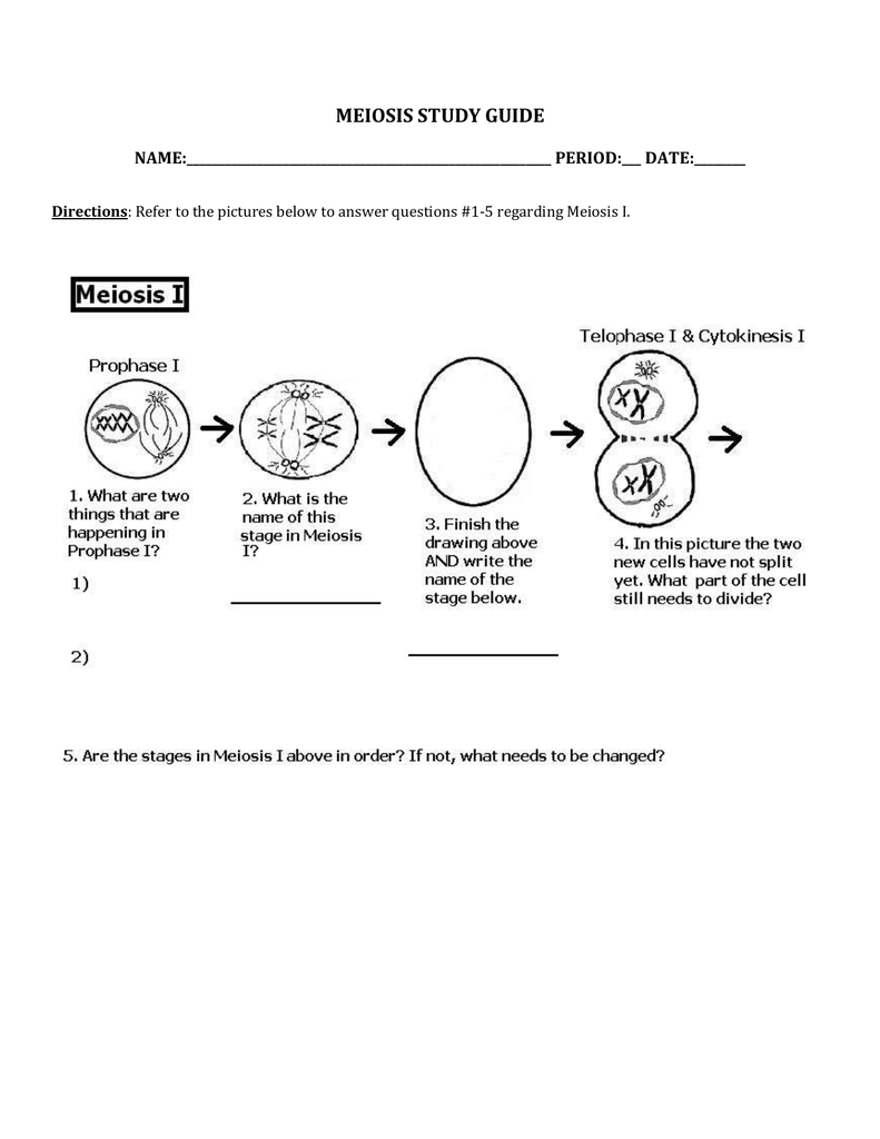 60 Snurfle Meiosis Worksheets Answers 34