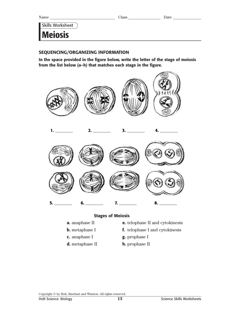 60 Snurfle Meiosis Worksheets Answers 38