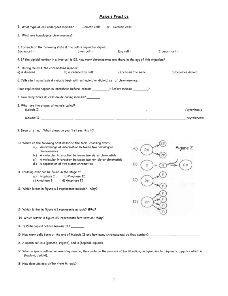 60 Snurfle Meiosis Worksheets Answers 39