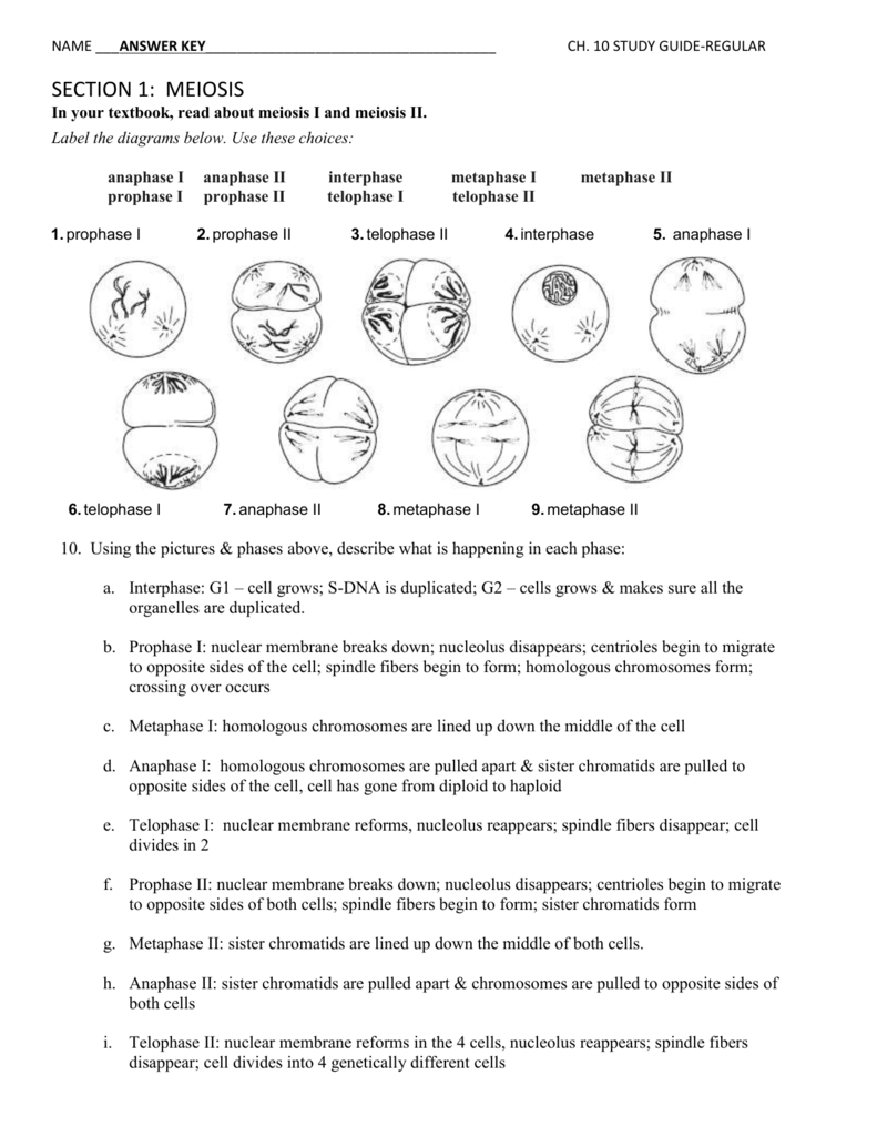 60 Snurfle Meiosis Worksheets Answers 40