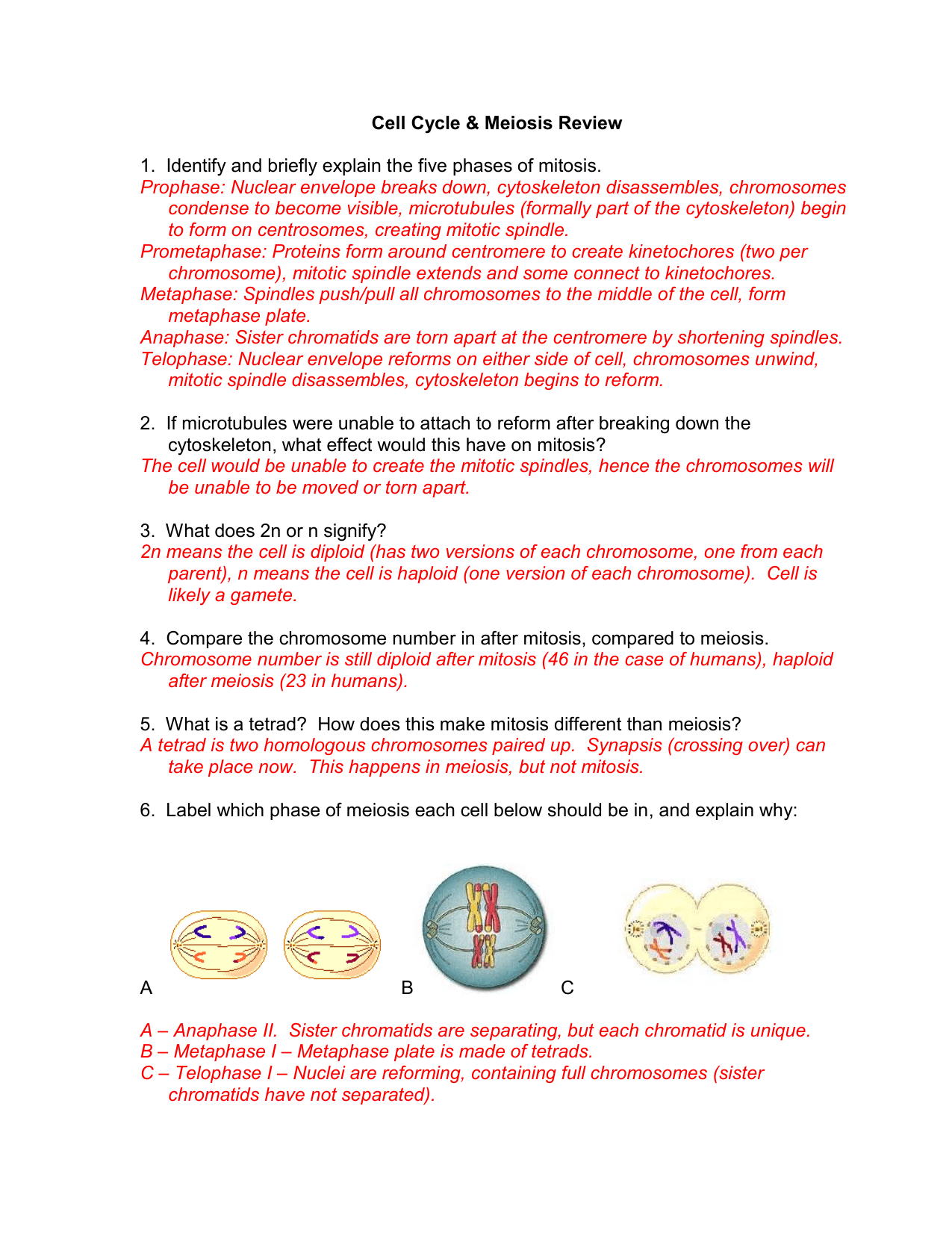 60 Snurfle Meiosis Worksheets Answers 52