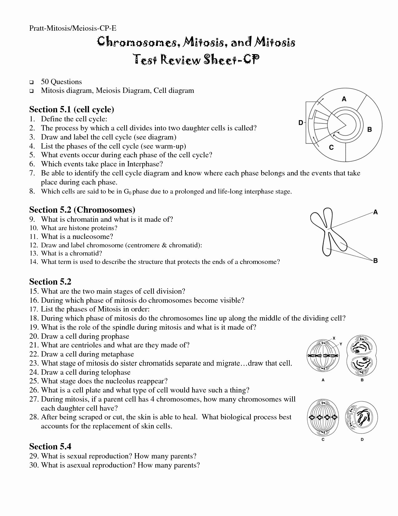 60 Snurfle Meiosis Worksheets Answers 54