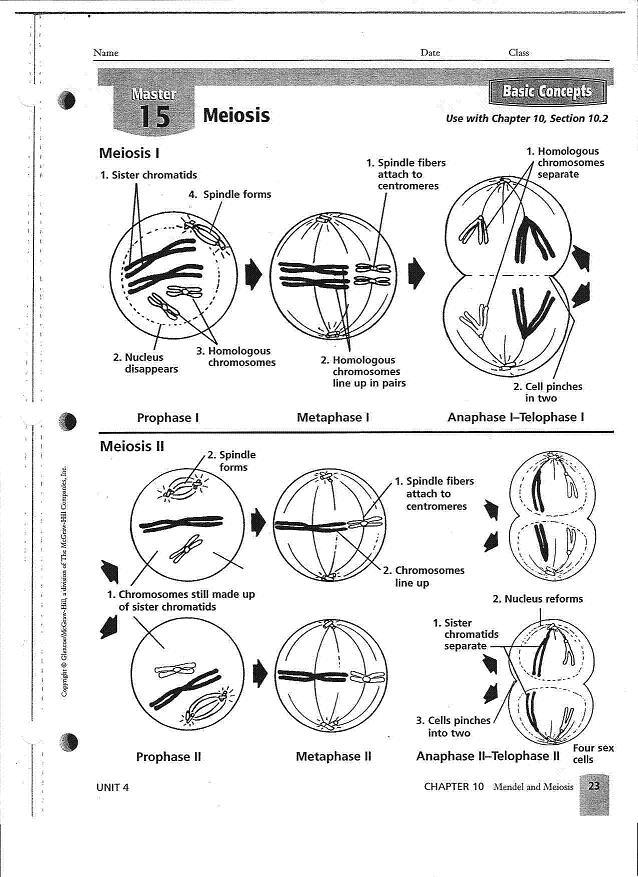 60 Snurfle Meiosis Worksheets Answers 55