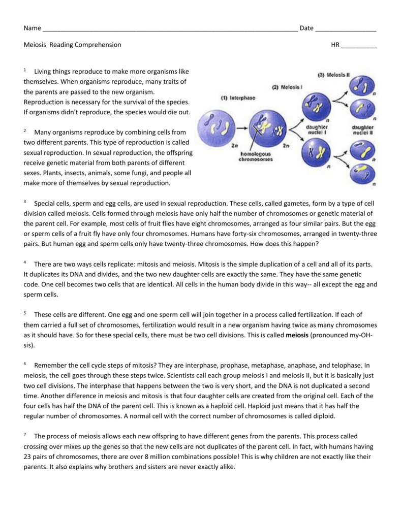 60 Snurfle Meiosis Worksheets Answers 56