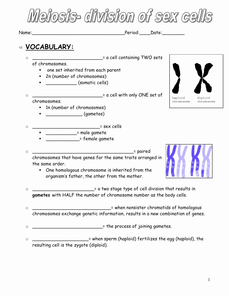 60 Snurfle Meiosis Worksheets Answers 58