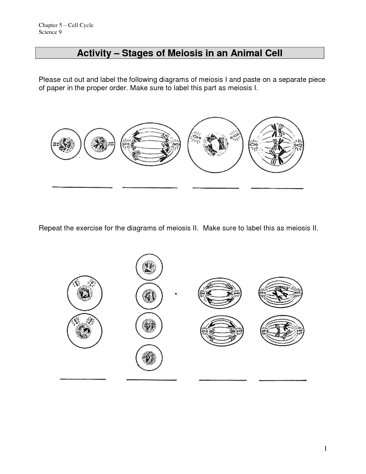 60 Snurfle Meiosis Worksheets Answers 59