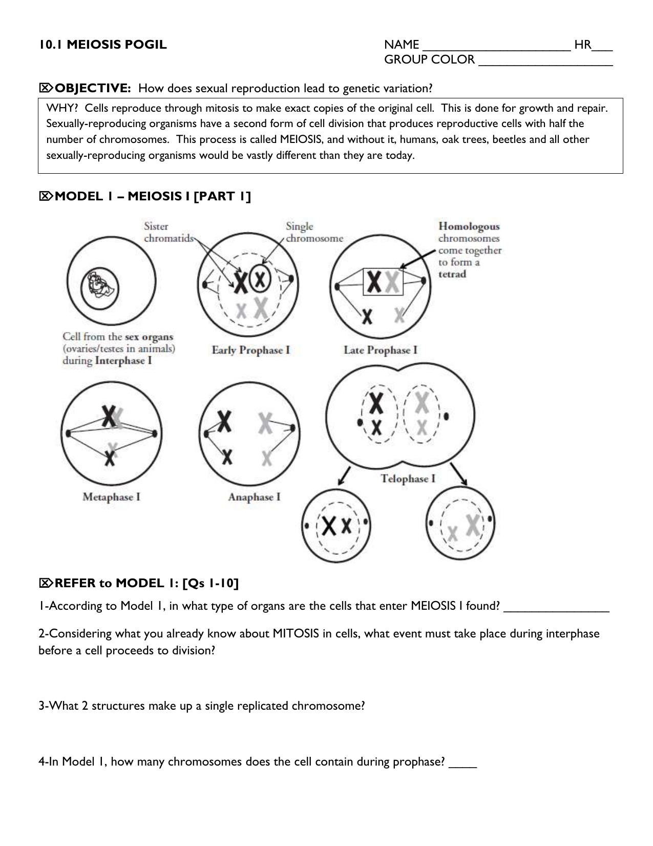 60 Snurfle Meiosis Worksheets Answers 60