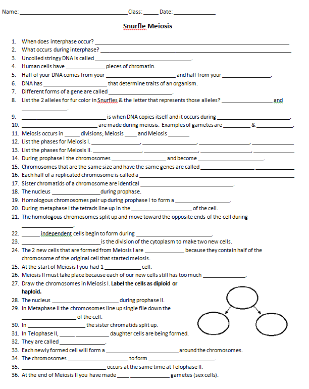 60 Snurfle Meiosis Worksheets Answers 61