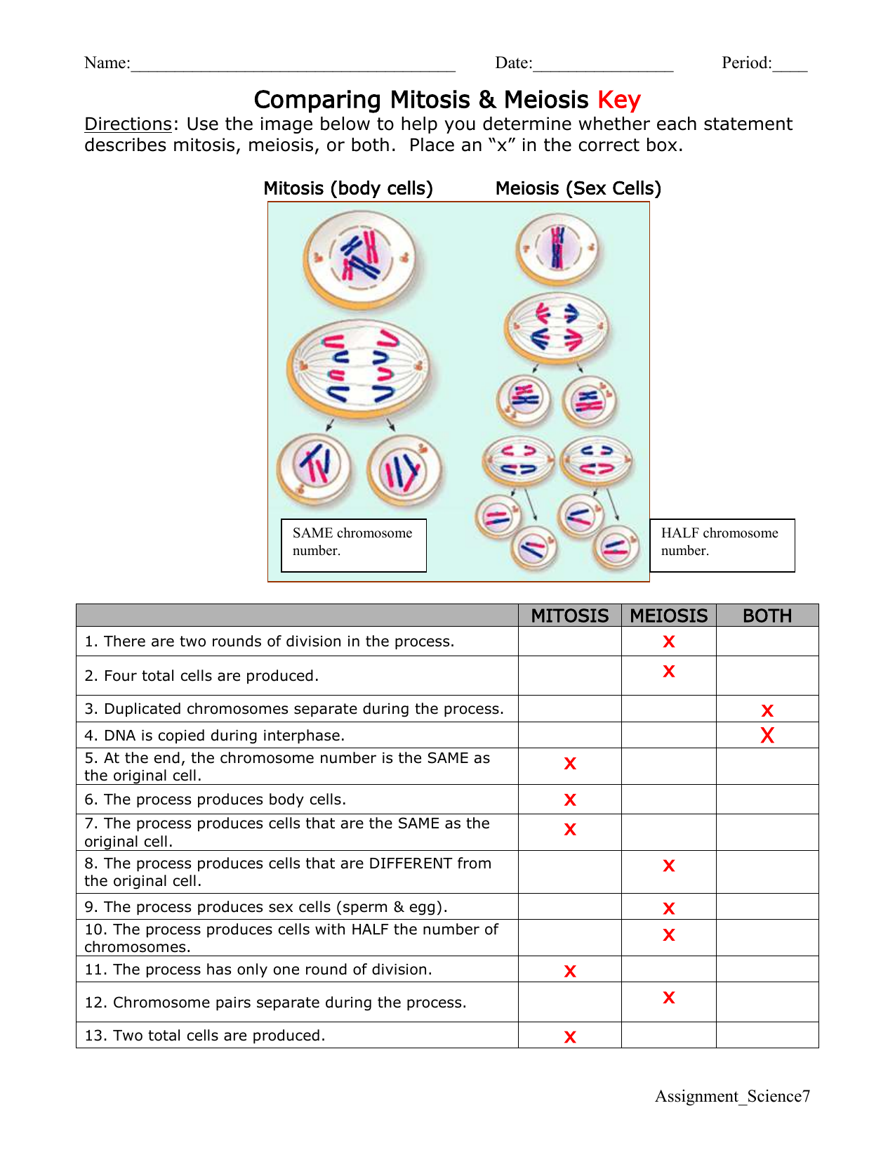 60 Snurfle Meiosis Worksheets Answers 62