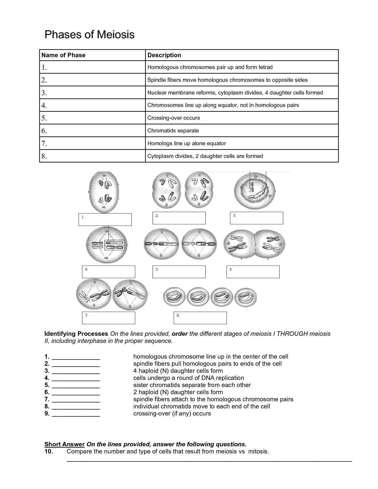 60 Snurfle Meiosis Worksheets Answers 63