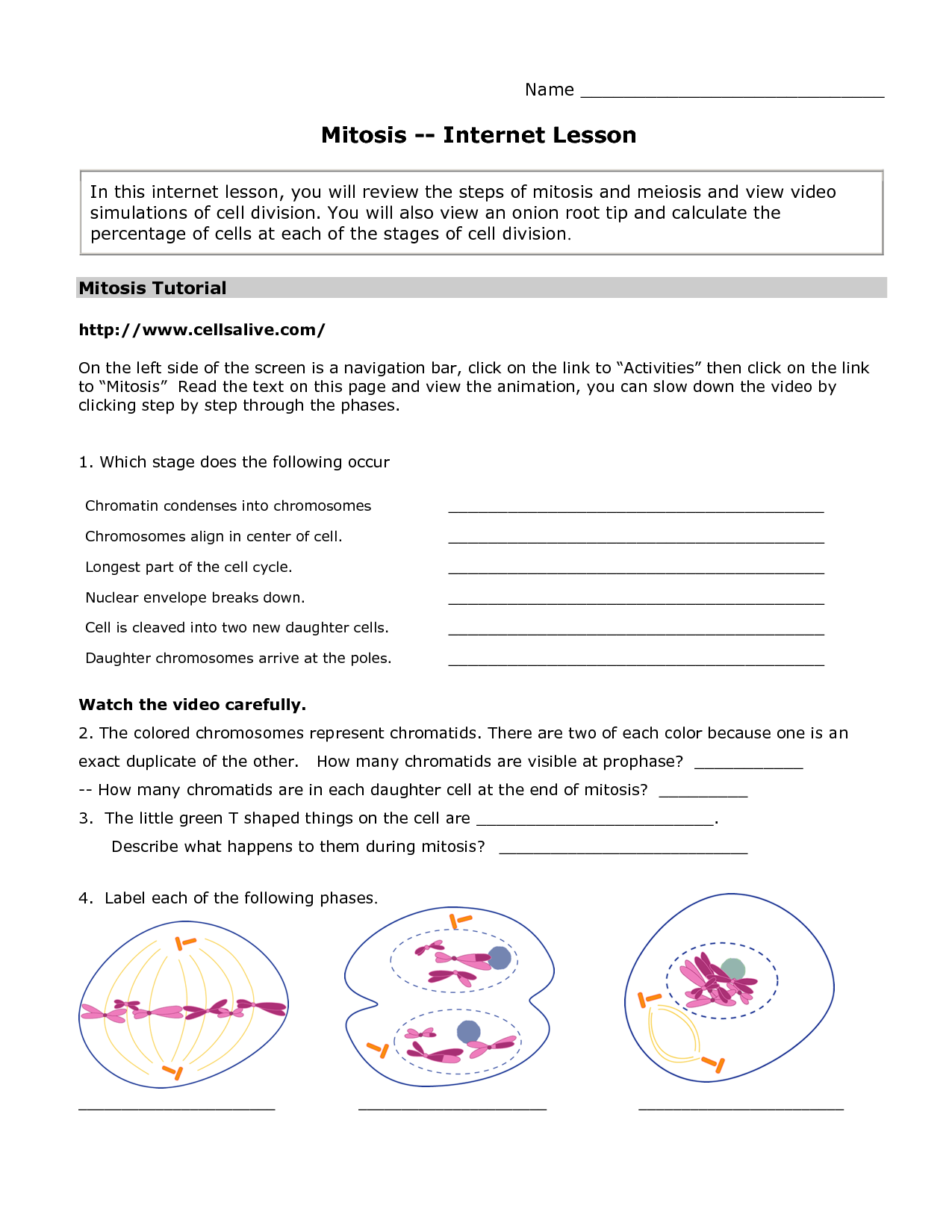 60 Snurfle Meiosis Worksheets Answers 7