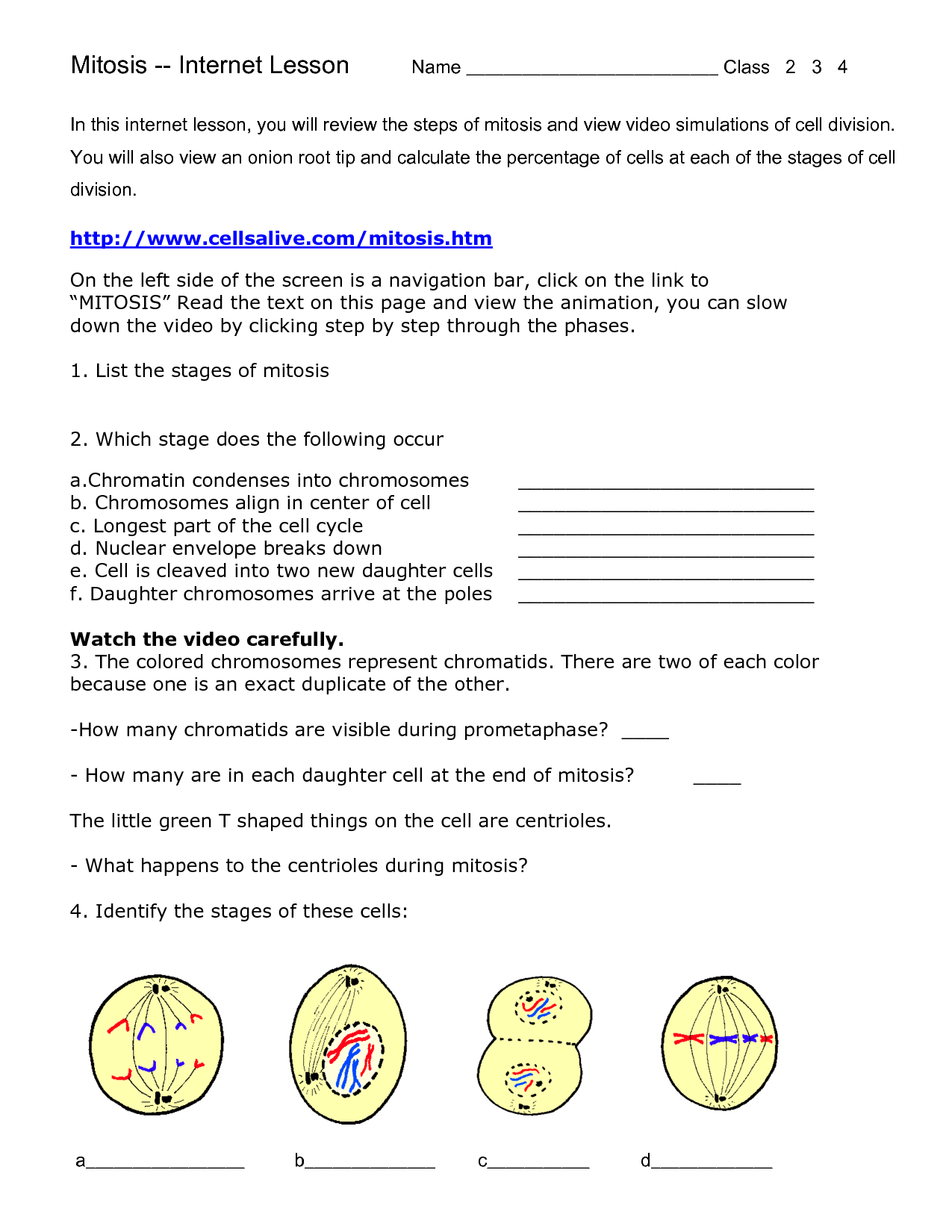 60 Snurfle Meiosis Worksheets Answers 8