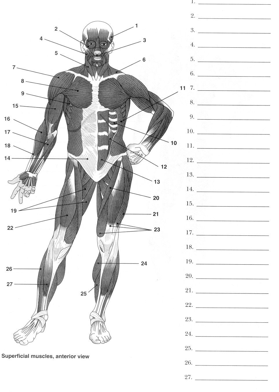 81 Muscle Labeling Worksheets Pdf 1