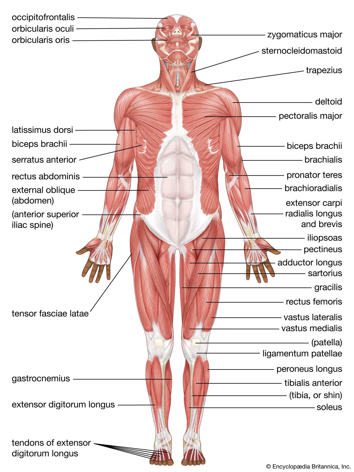 81 Muscle Labeling Worksheets Pdf 11