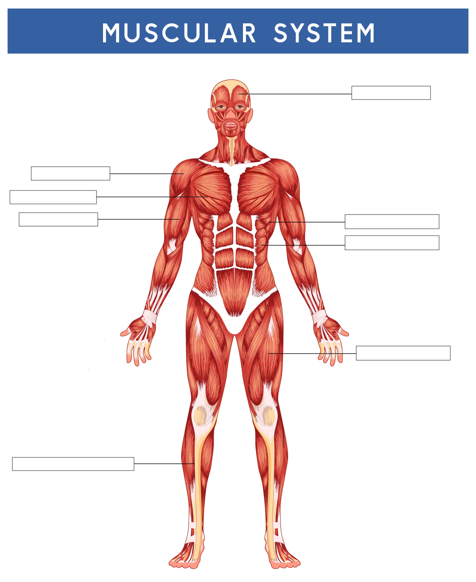 81 Muscle Labeling Worksheets Pdf 12