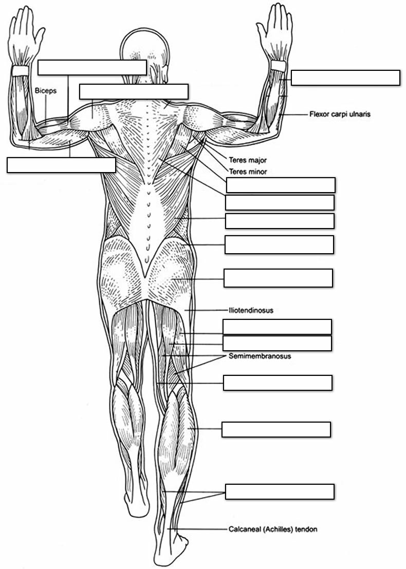 81 Muscle Labeling Worksheets Pdf 14