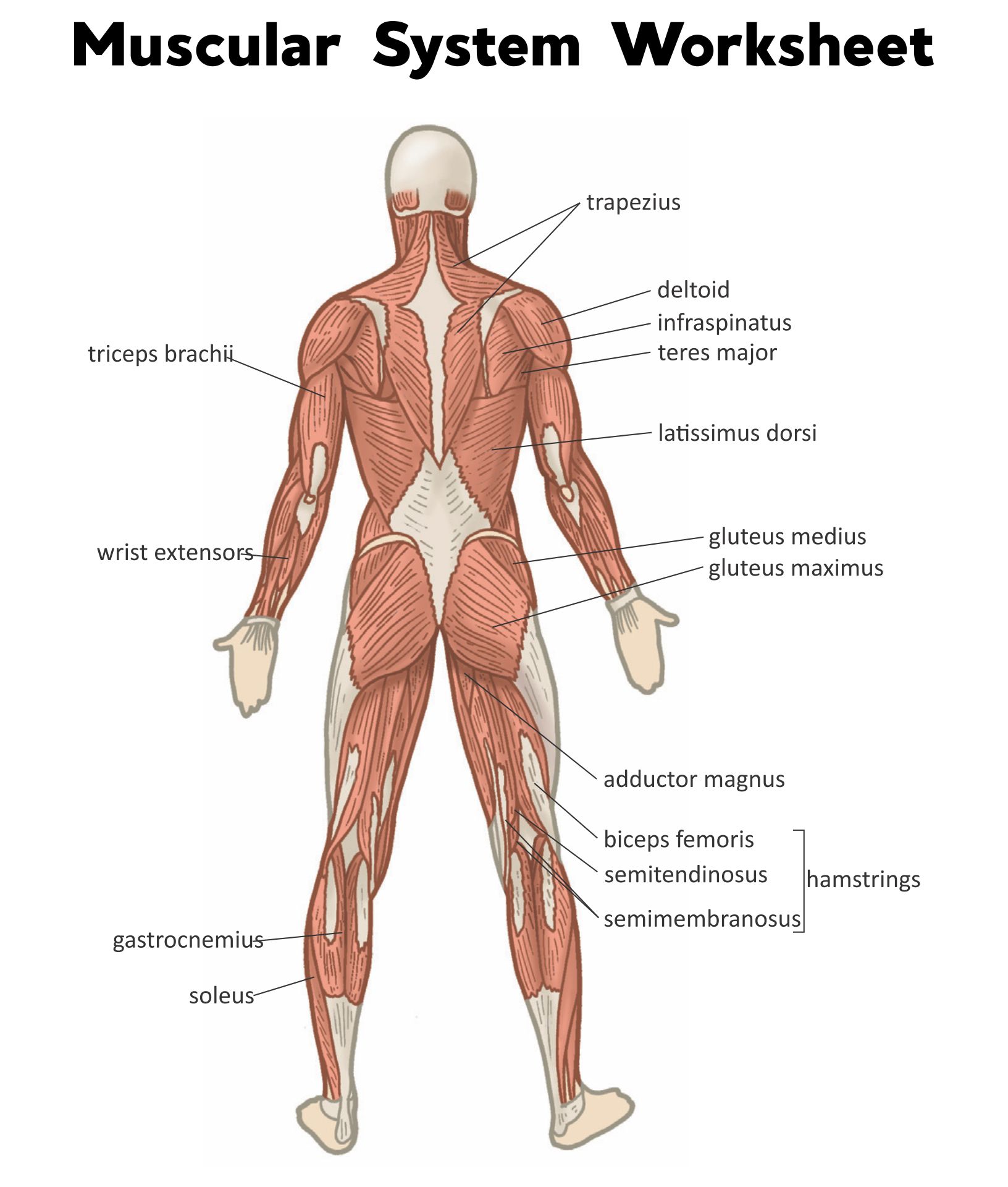 81 Muscle Labeling Worksheets Pdf 15