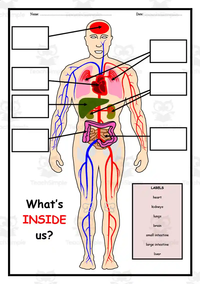 81 Muscle Labeling Worksheets Pdf 18