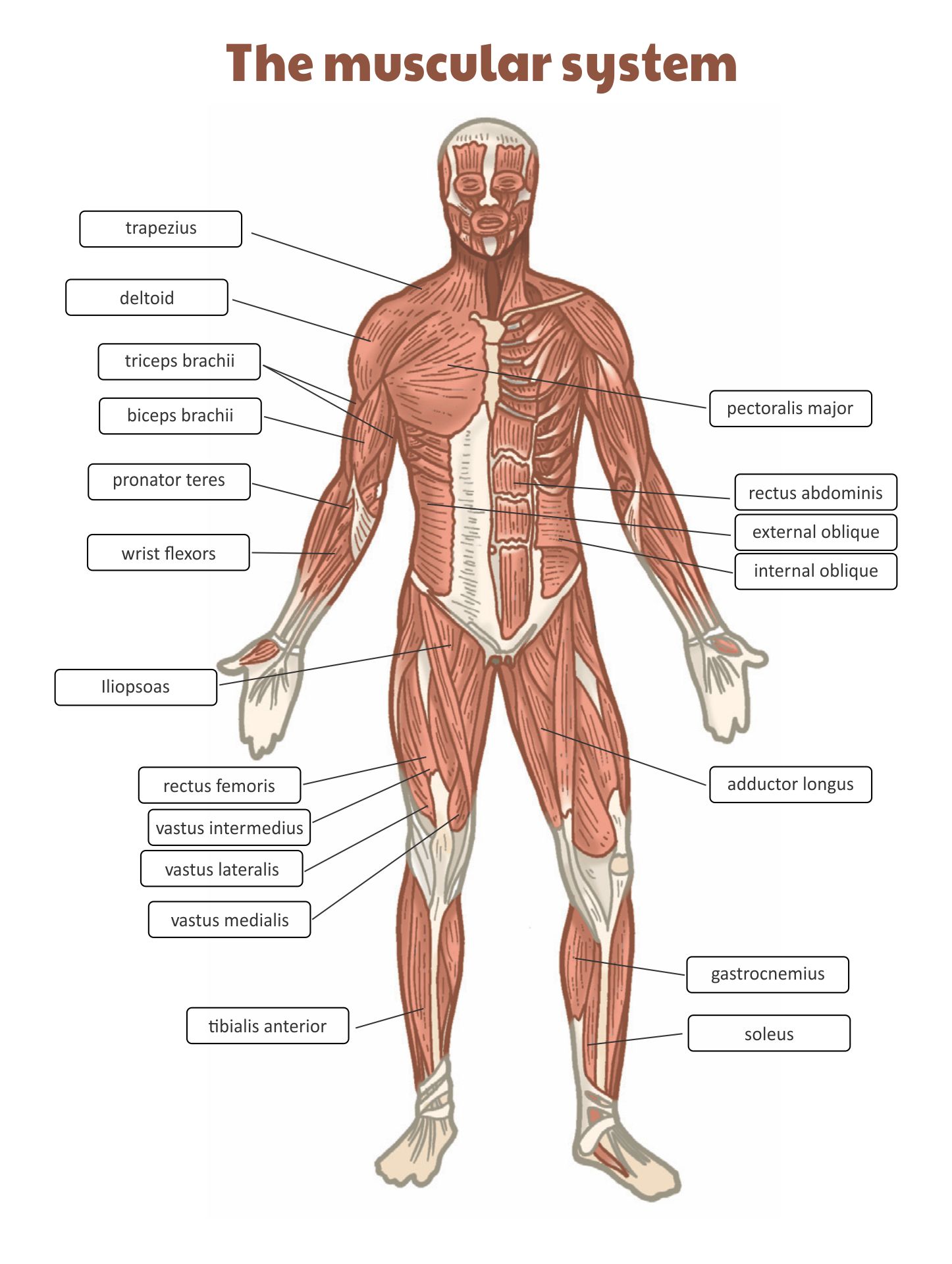 81 Muscle Labeling Worksheets Pdf 19