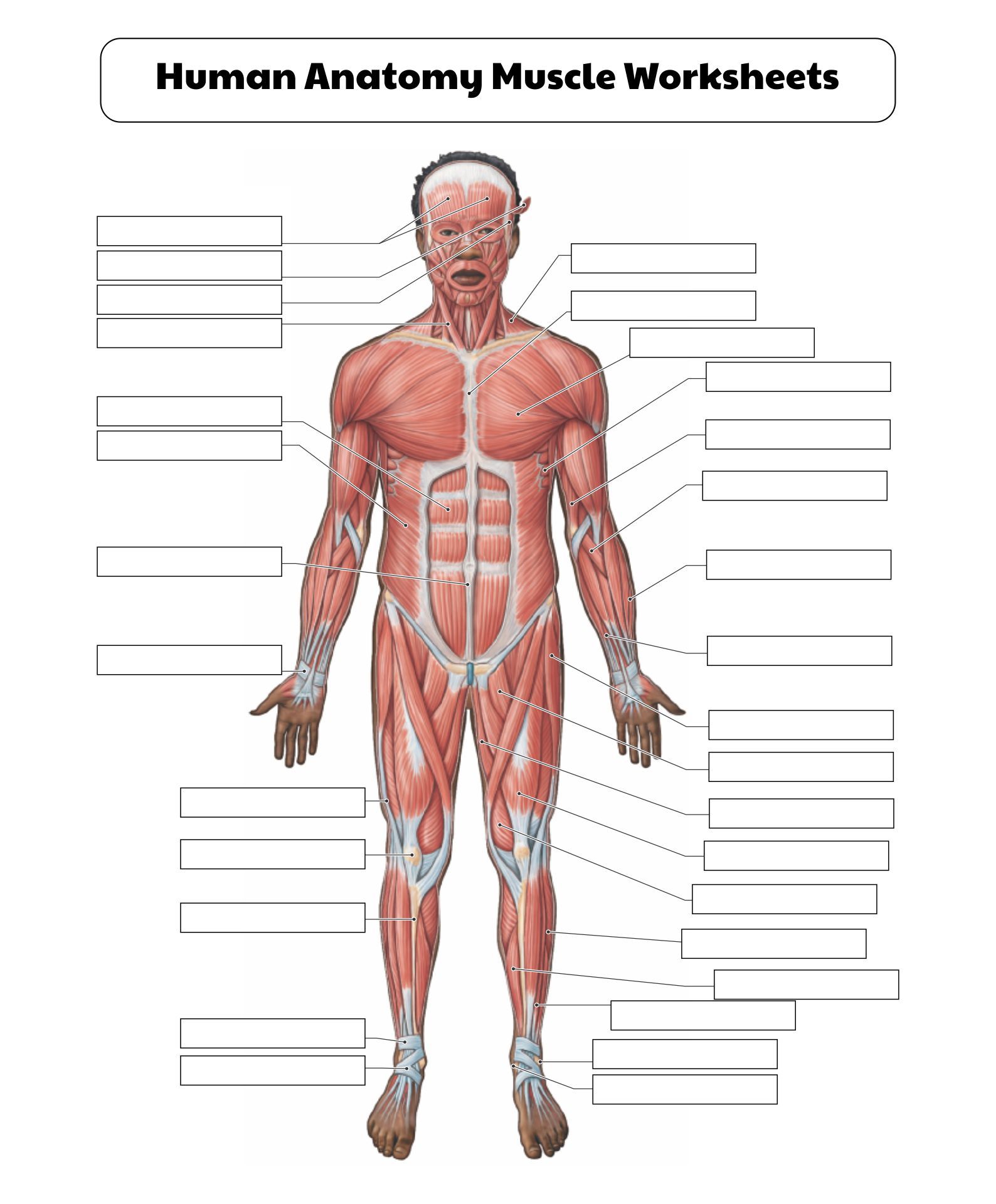 81 Muscle Labeling Worksheets Pdf 2