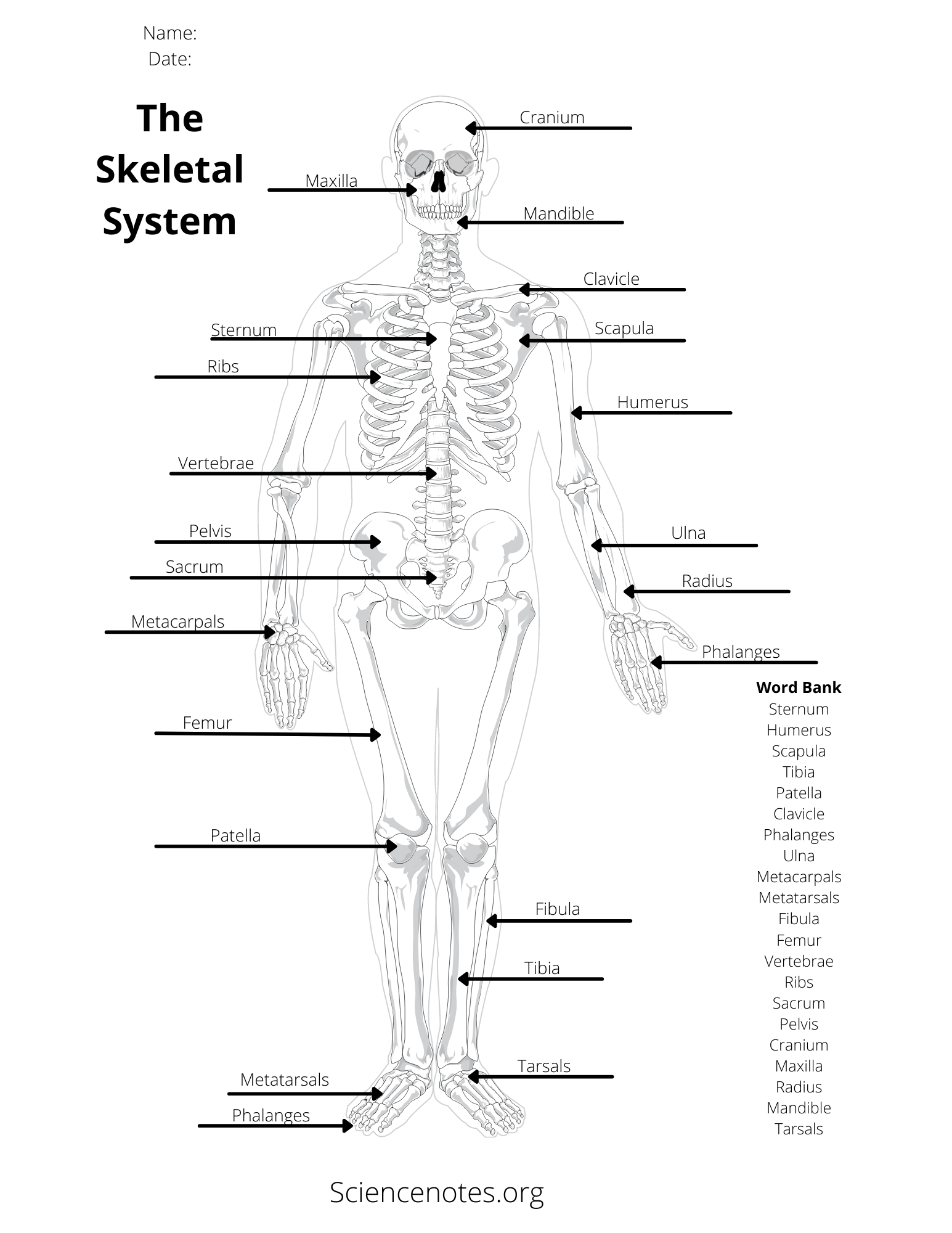 81 Muscle Labeling Worksheets Pdf 21