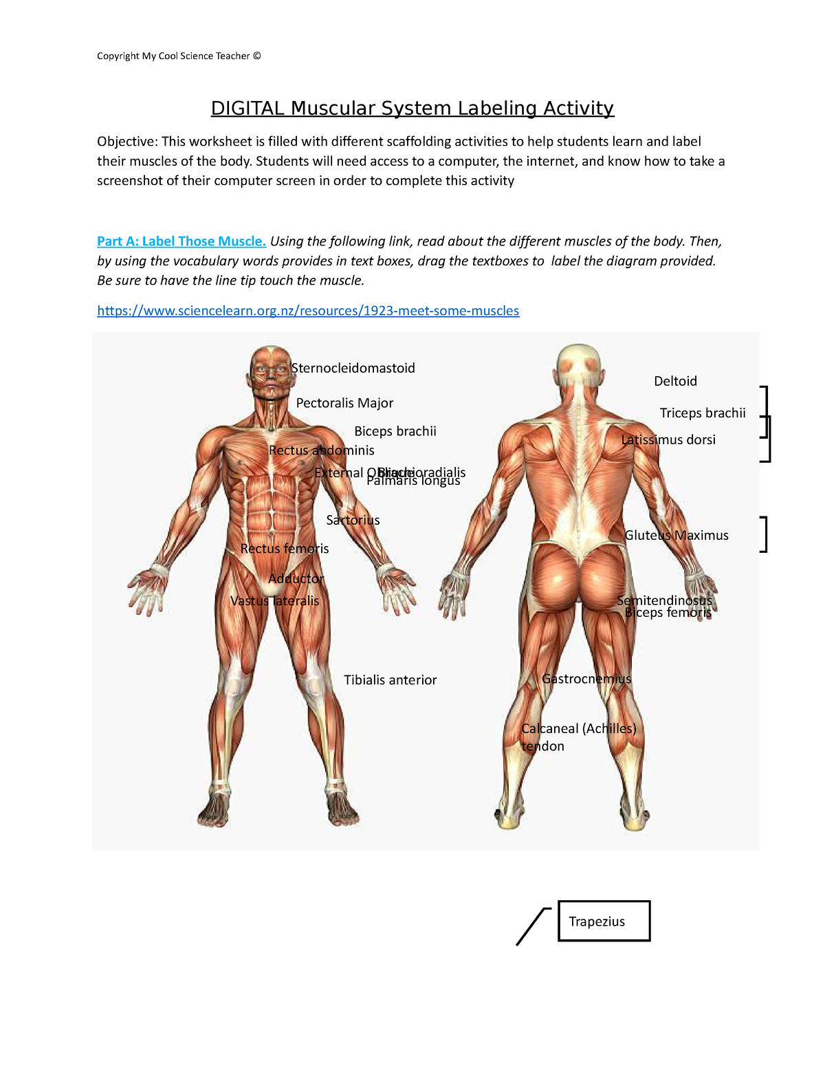 81 Muscle Labeling Worksheets Pdf 22