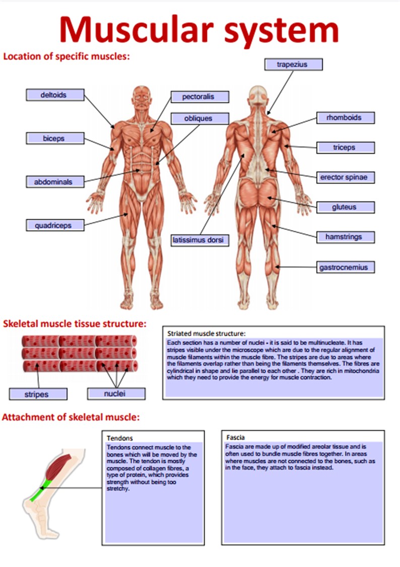 81 Muscle Labeling Worksheets Pdf 23