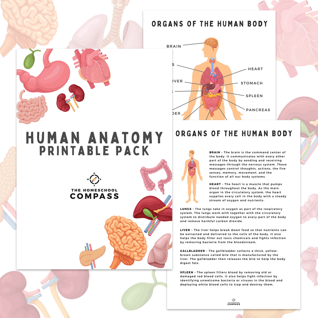 81 Muscle Labeling Worksheets Pdf 26