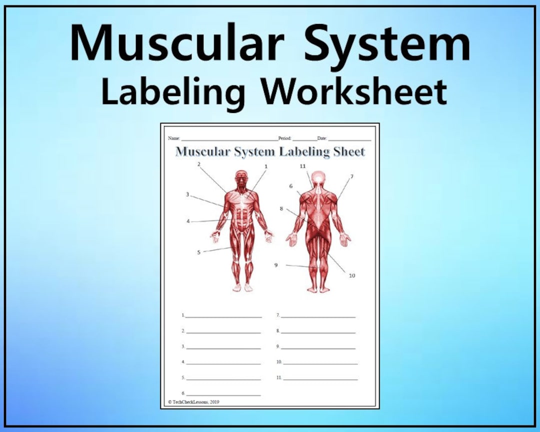 81 Muscle Labeling Worksheets Pdf 27