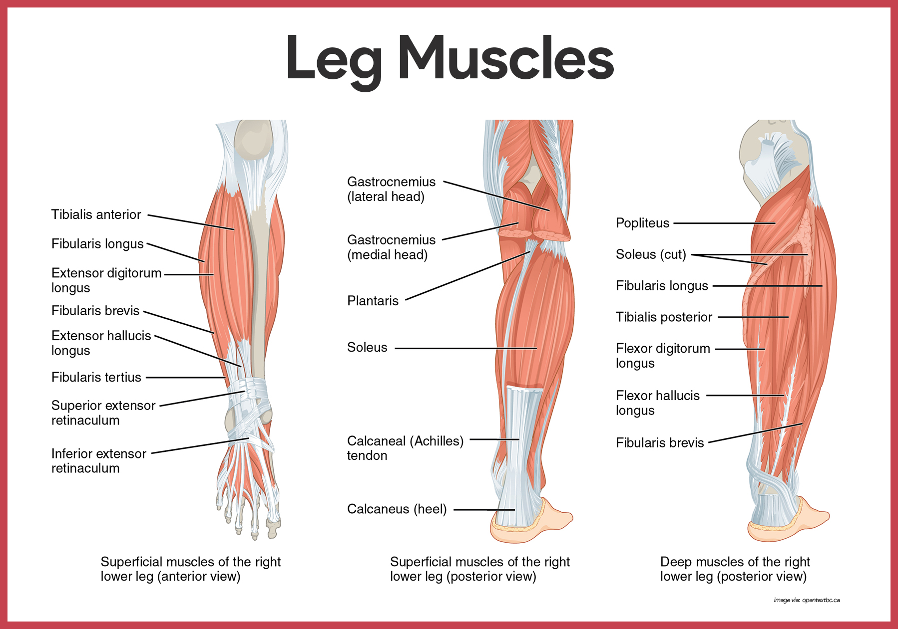 81 Muscle Labeling Worksheets Pdf 29