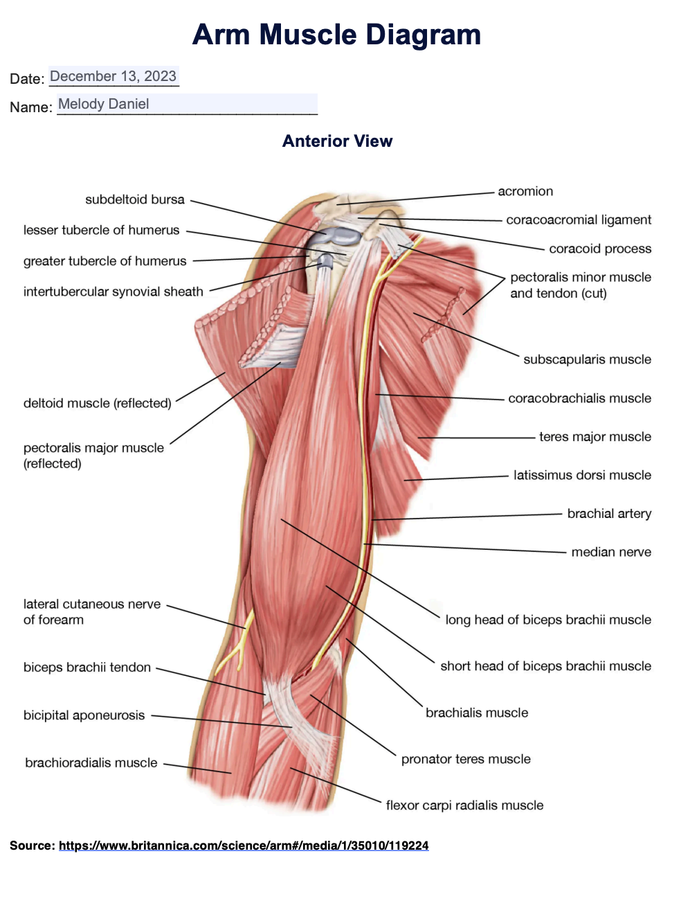 81 Muscle Labeling Worksheets Pdf 30