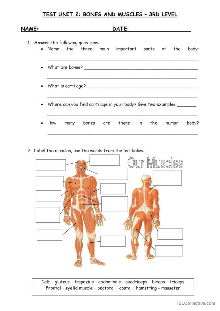 81 Muscle Labeling Worksheets Pdf 31