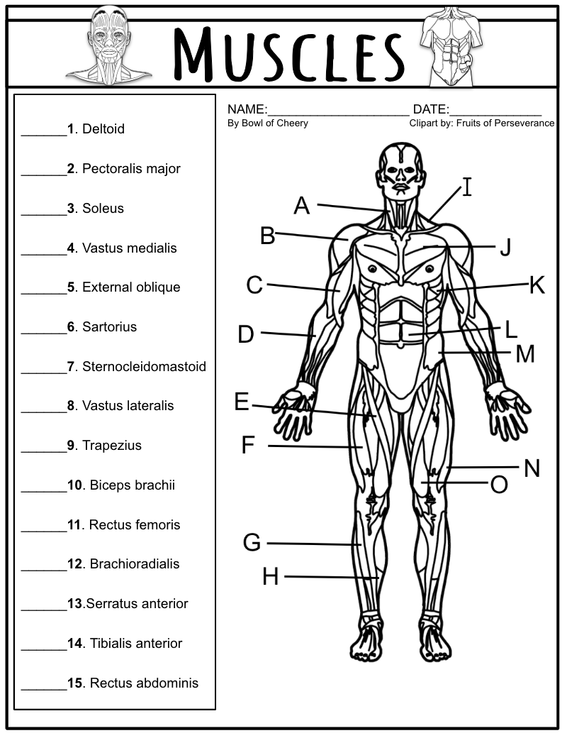 81 Muscle Labeling Worksheets Pdf 32