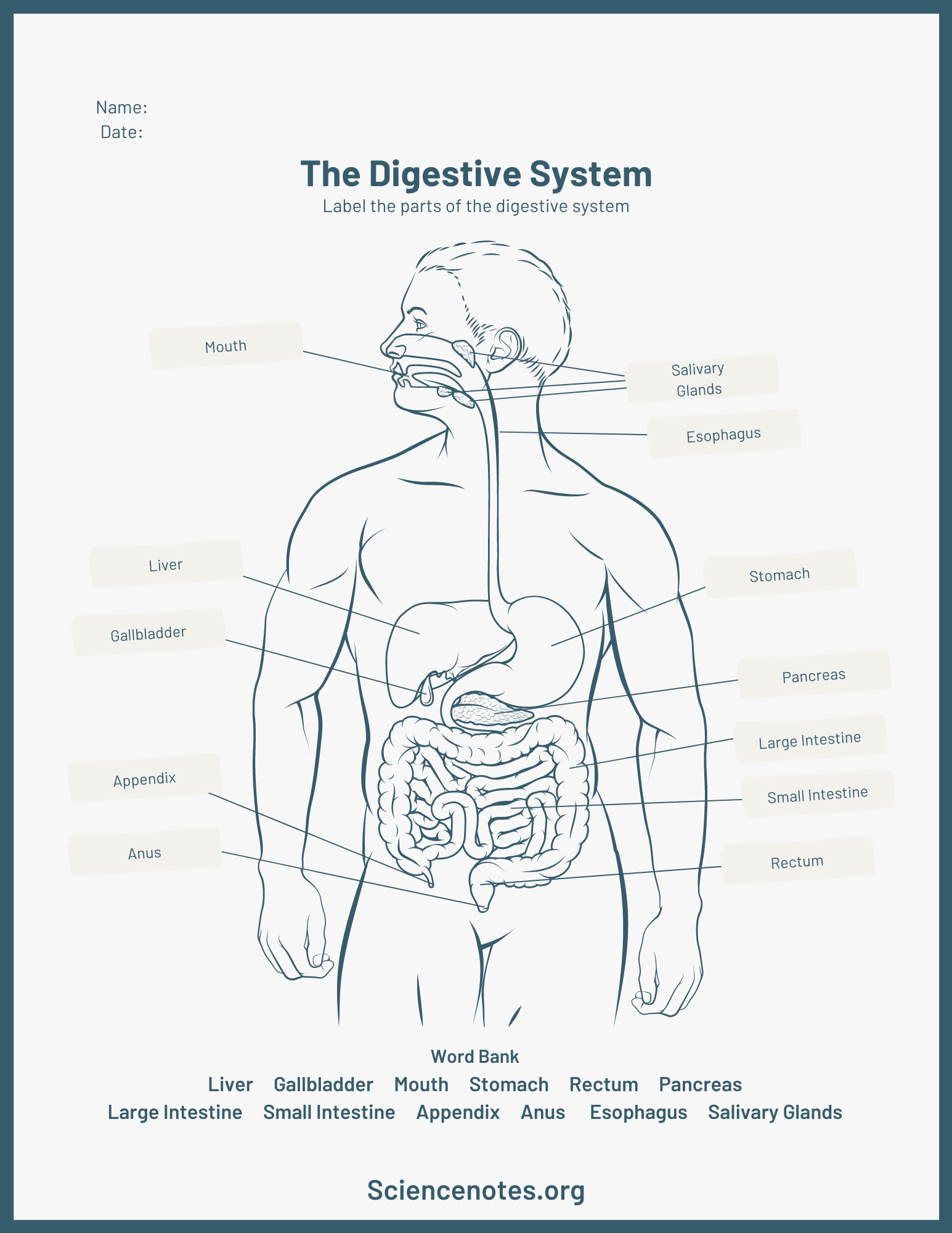 81 Muscle Labeling Worksheets Pdf 34