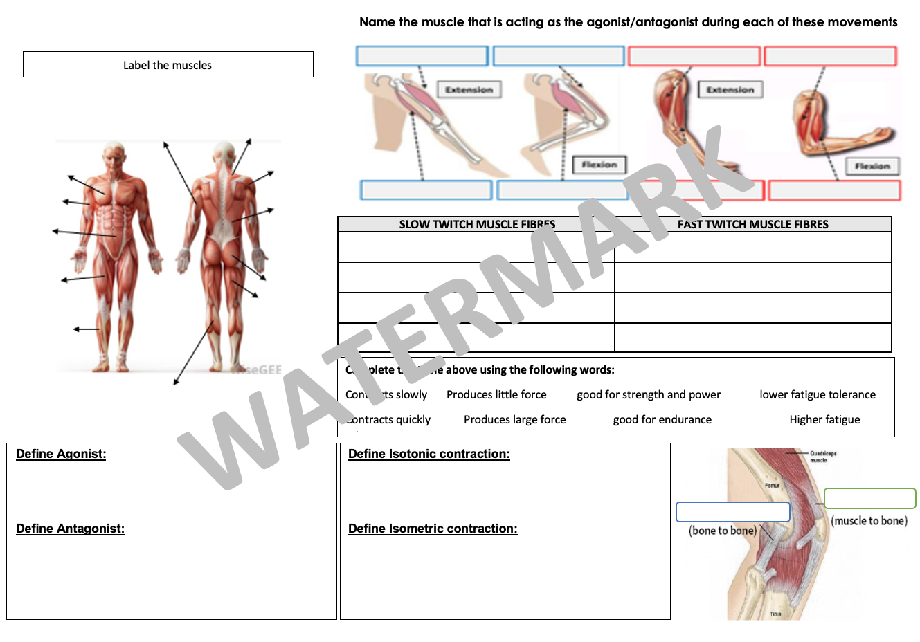 81 Muscle Labeling Worksheets Pdf 35