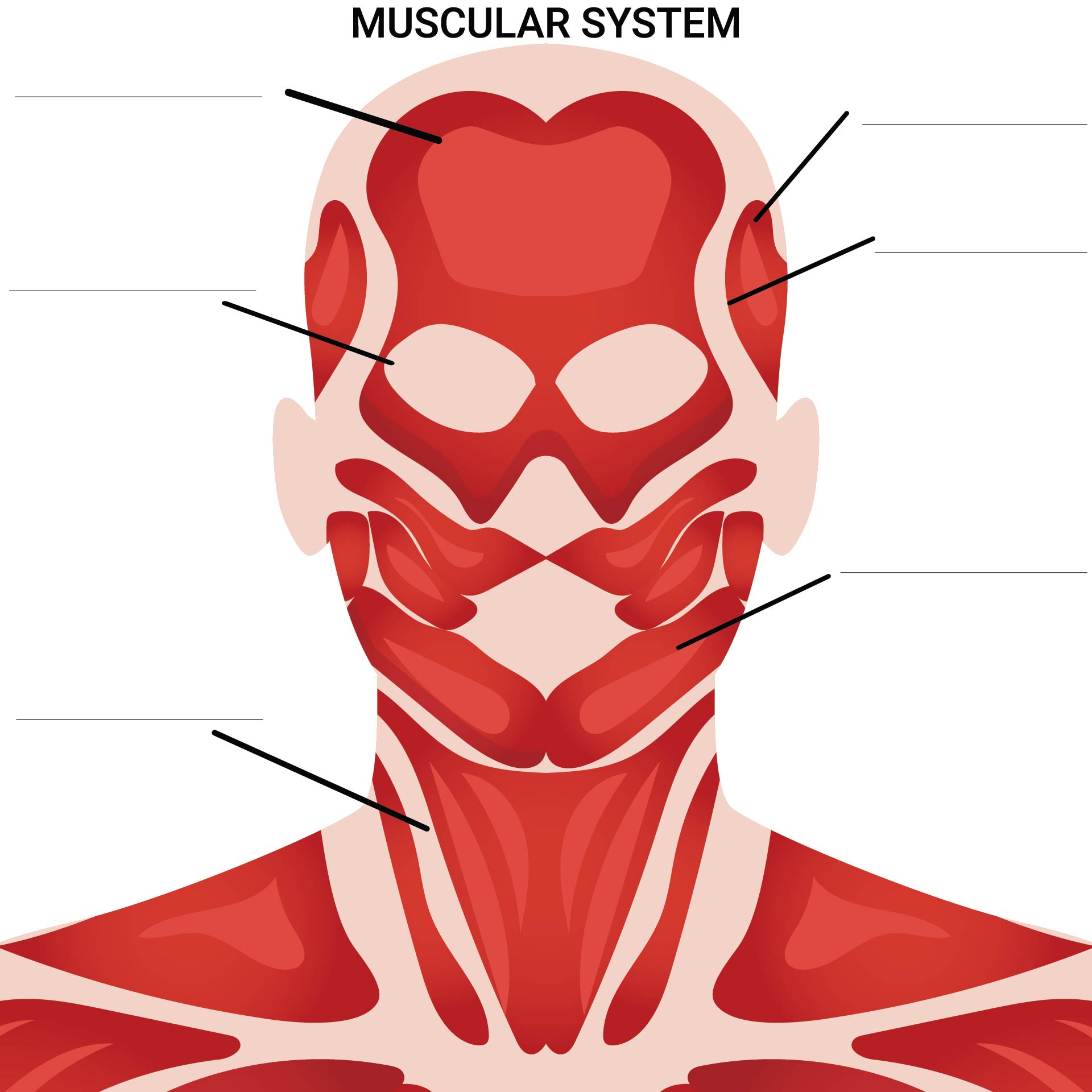 81 Muscle Labeling Worksheets Pdf 36