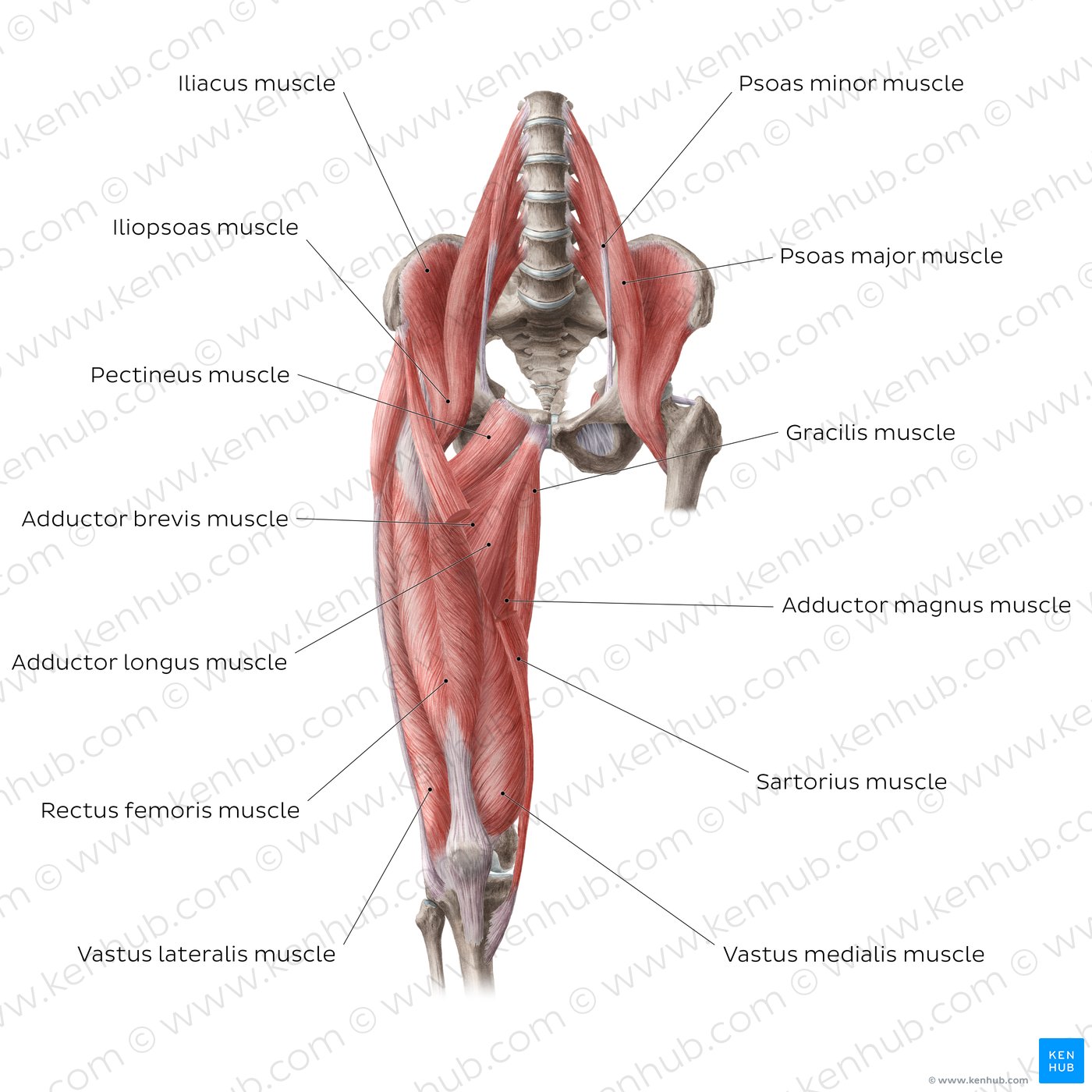 81 Muscle Labeling Worksheets Pdf 37