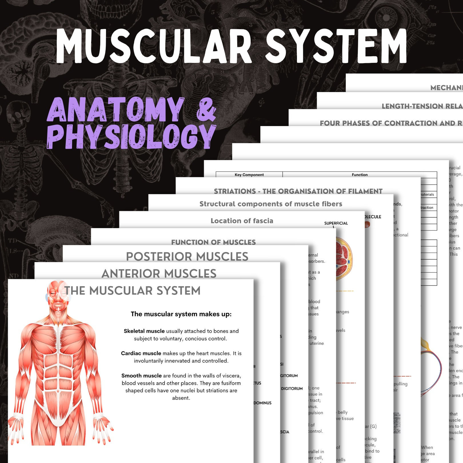 81 Muscle Labeling Worksheets Pdf 39