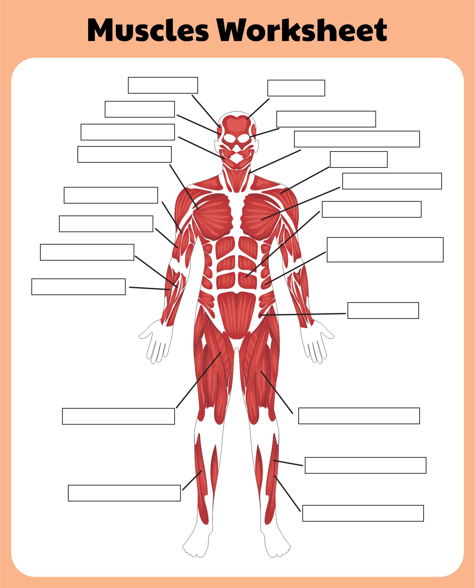 81 Muscle Labeling Worksheets Pdf 4