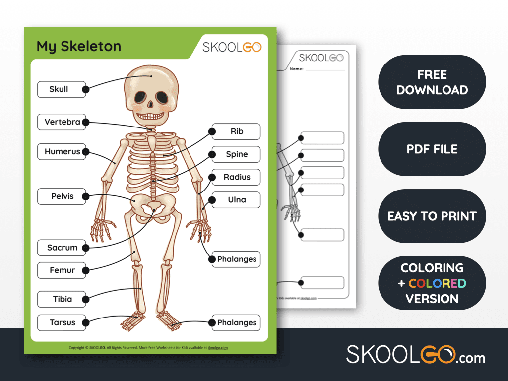 81 Muscle Labeling Worksheets Pdf 41